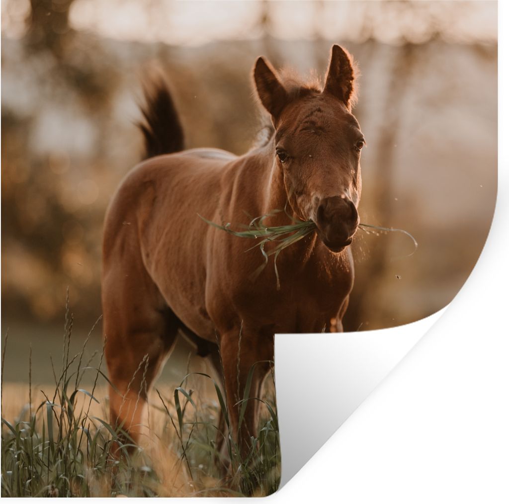 MuchoWow Wandtattoo Wandsticker Wandaufkleber Pferd - Sonne - Gras 50x50 cm Selbstklebend und Repositionierbar - Selbstklebend - Fototapeten