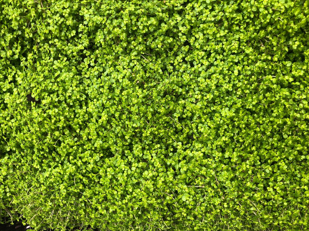 6 x Soleirolia soleirolii - Bubiceps hrniec 9 x 9 cm Obrázok produktu 
