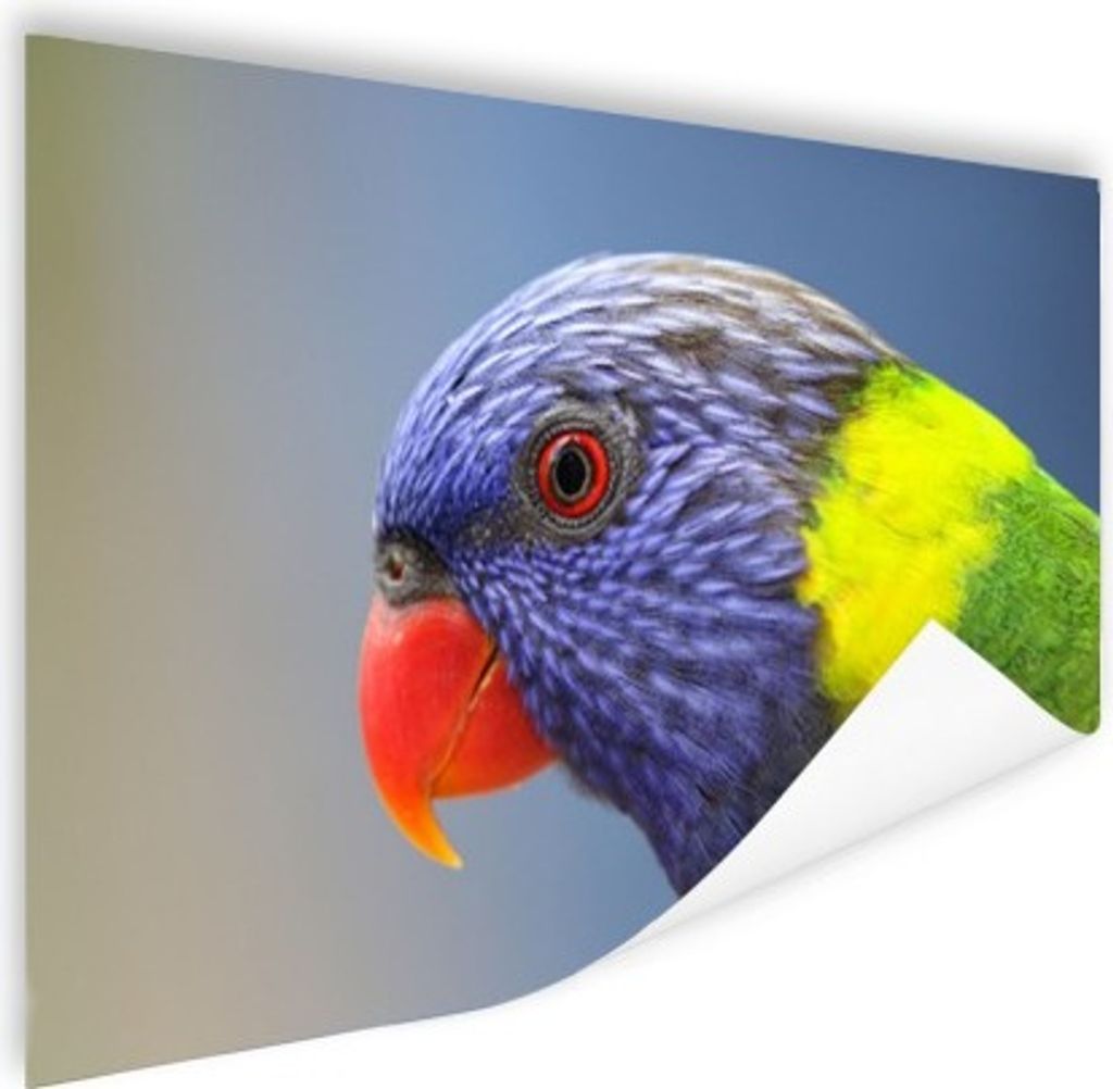 MuchoWow Poster Regenbogen Flori 180x120 cm - Fotoplakat