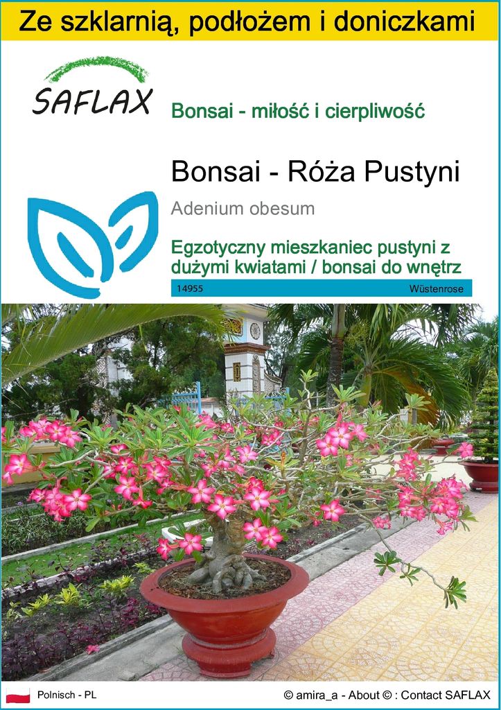 SAFLAX - Zestaw do uprawy - Bonsai - Róża Pustyni - 8 Zdjęcie produktu 