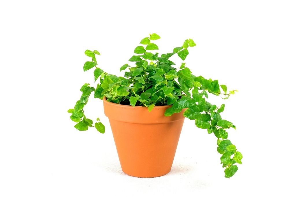 Gardners Ficus pumila, průměr 8,5 cm Obrázek produktu 