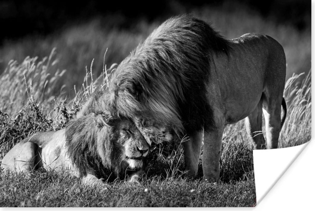 MuchoWow Poster Knuddelige Löwen - schwarz und weiß 180x120 cm - Fotoplakat