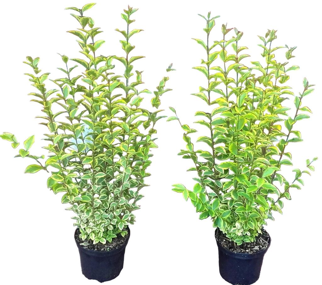 10 Goldliguster - Heckenpflanzen Set - Ligustrum Produktbild 
