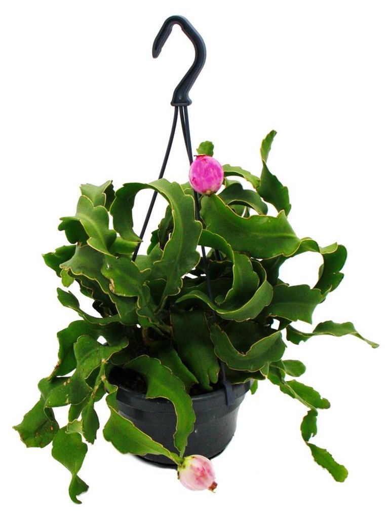 Epiphyllum guatemalense var. monstrose - hängender Produktbild 