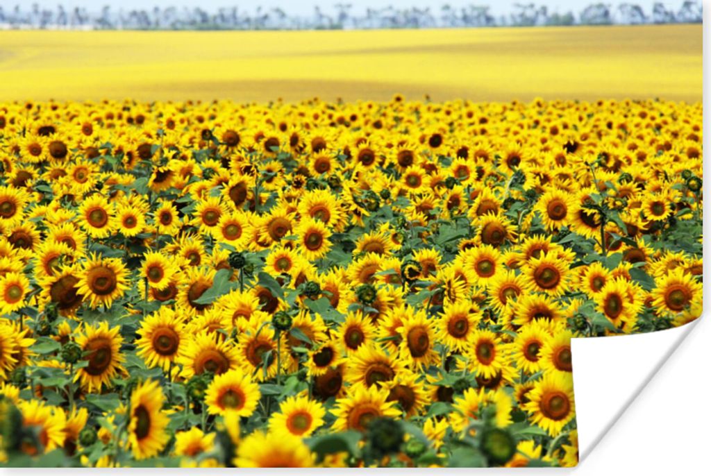 MuchoWow Poster Sonnenblume - Blumen - Natur 30x20 cm - Plakate - Print