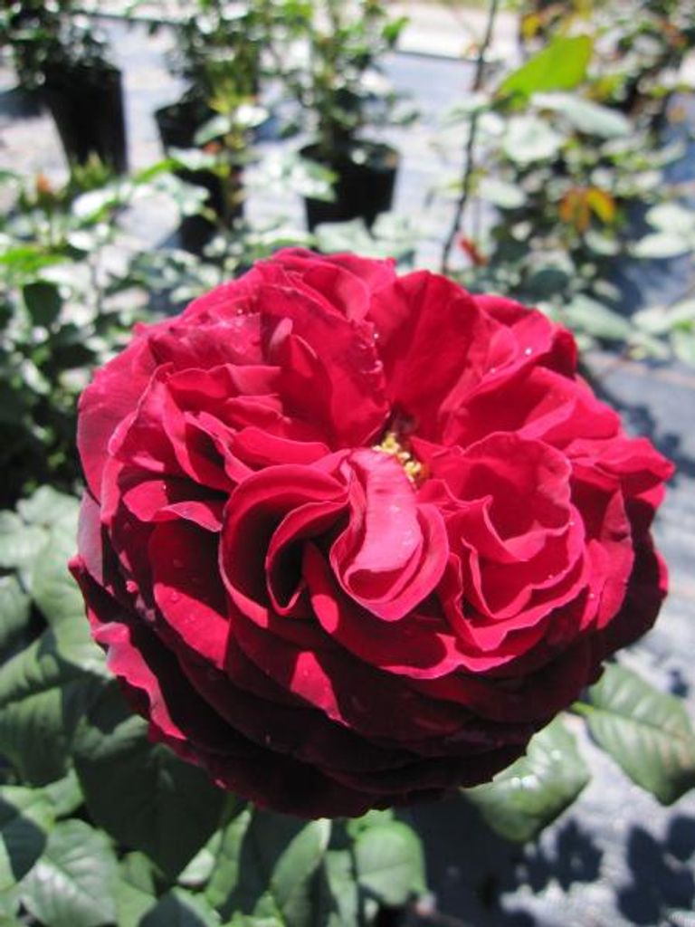 Rosa Gospel - Beetrose Gospel - Tantau Rose - mehrfach ausgezeichnet