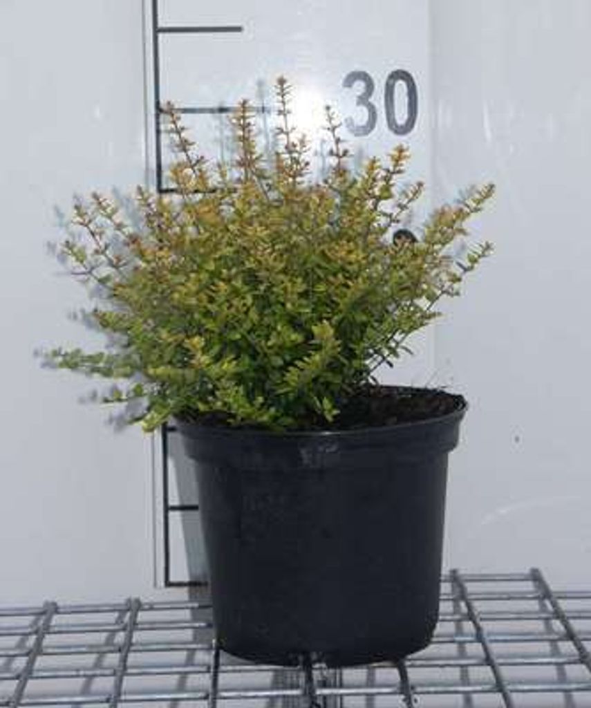 Lonicera nit. 'Baggesen's Gold' - Heckenkirsche 20- 25 cm - Container