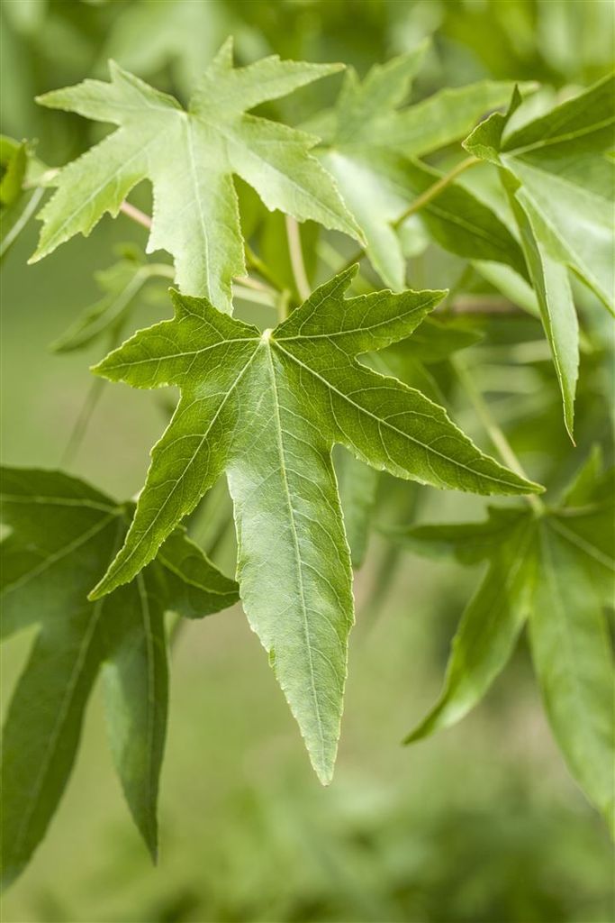 Liquidambar styraciflua, Amberbaum, 80–100 cm