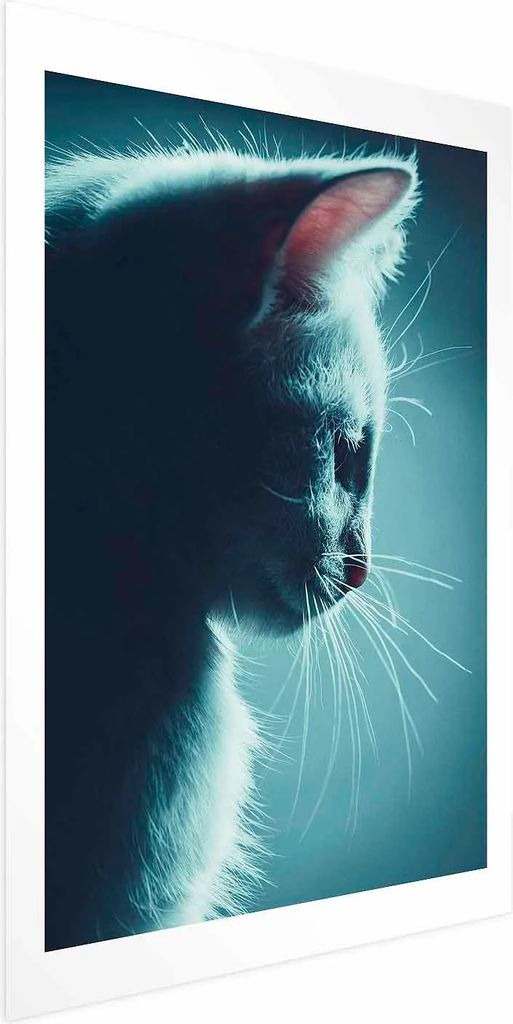 Posterpapier Poster - Night Wanderer 40x60 cm Tiere g-B-0135-ao-a