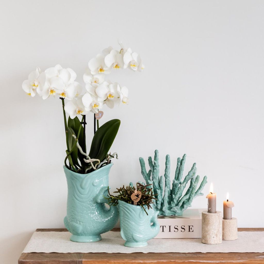 Kolibri Company - Pflanzenset Fish Türkis | Set mit weißer Phalaenopsis Orchidee Amabilis Ø9cm und grüner Sukkulente Crassula Hobbit Ø6cm | In...