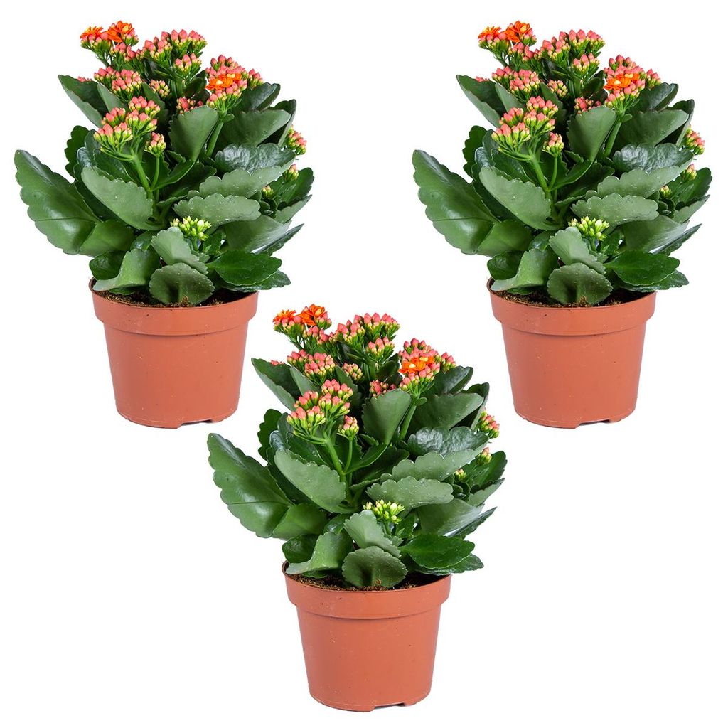 Kalanchoe | Pomarańczowy (3 sztuki) - Roślina doniczkowa i Zdjęcie produktu 