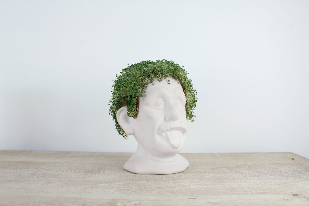 Winkee - Chia Genie I Keramik Büste zum Chia Samen Züchten I Anzuchtschale in lustiger Kopf Form I Chia Seeds Starter Kit