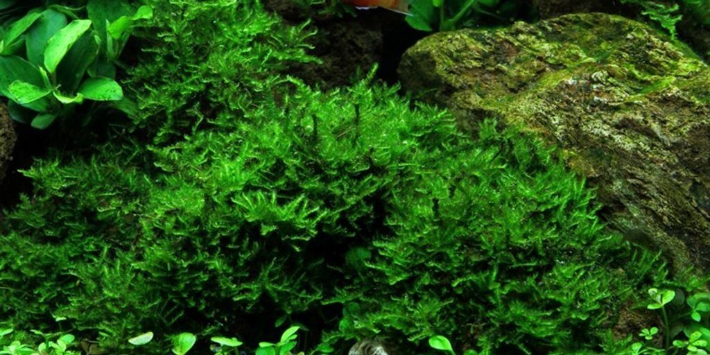 Christmas Moos (Vesicularia sp. "Christmas Moss") 80ml Produktbild 