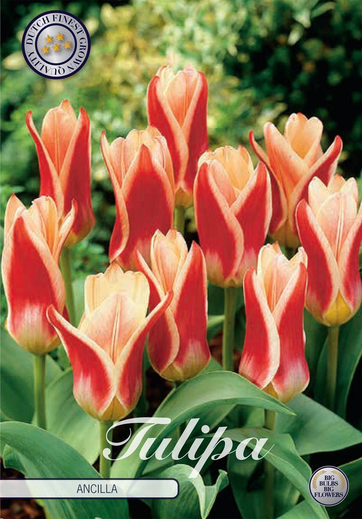 Artikelbild 2 von 'Tulpe Ancilla (7 Stück)' aus der Kategorie Tulpenzwiebeln