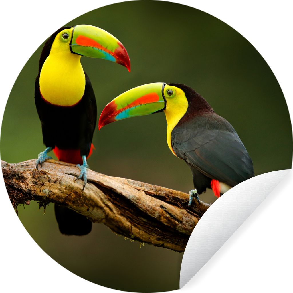 MuchoWow Runde Wandtattoo - Wandsticker Tapete Aufkleber Vögel - Tukan - Zweig - Tiere - Regenbogen Ø 100 cm Selbstklebend und Repositionierbar...