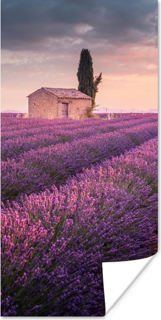 MuchoWow Poster Lavendel - Blumen - Lila - Feld 20x40 cm - Plakat - Foto