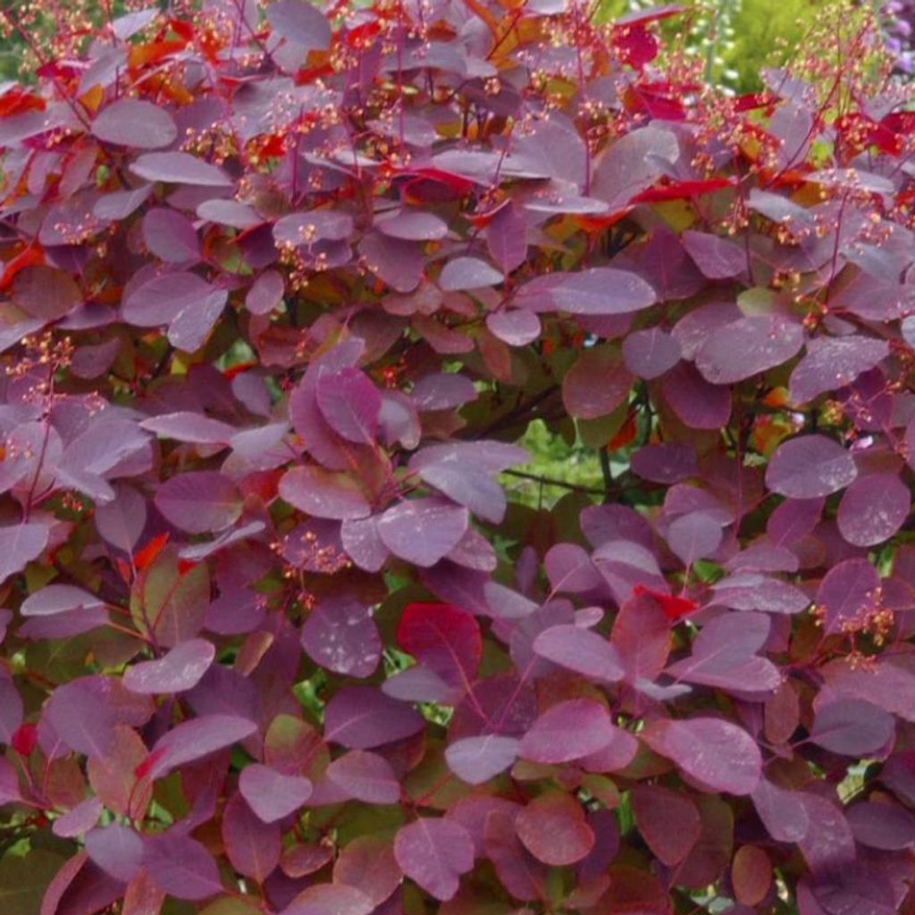 2 x  Arbuste à perruque  - Cotinus dummeri « Grace »  | Image du produit 