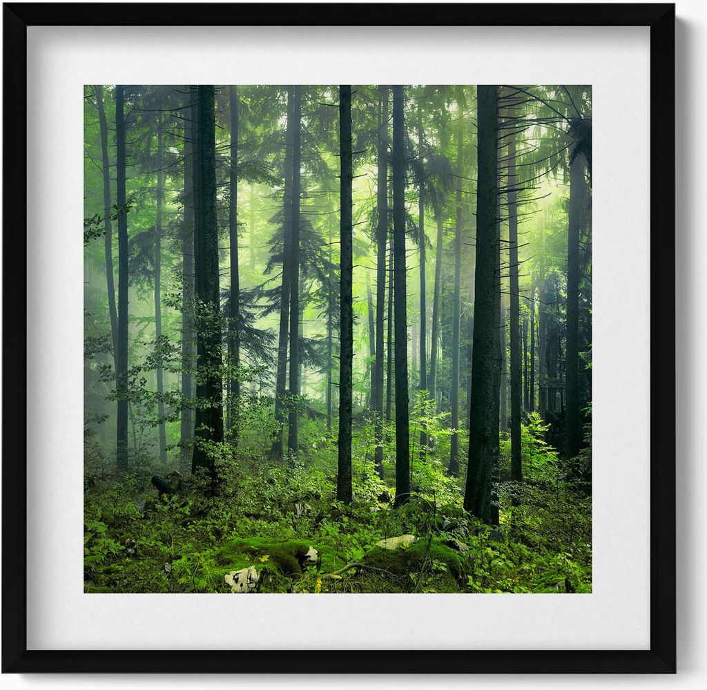 Landschaft mit Bäumen und Vegetation in einem Wald– Wandbild mit Rahmen – Gerahmtes Bild – Wanddekoration – 50x50 cm – Schwarz Rahmen