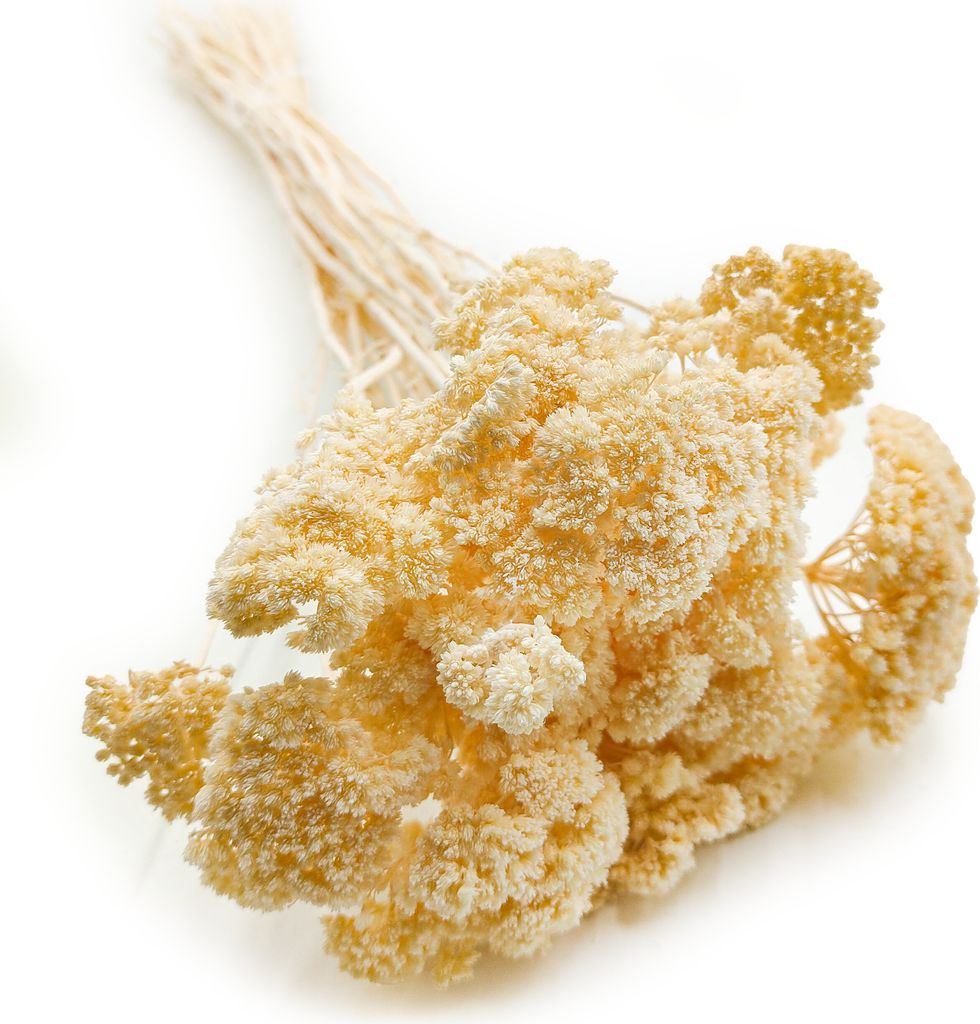 Getrocknete Schafgarbe (Achillea) - Gebleicht Produktbild 