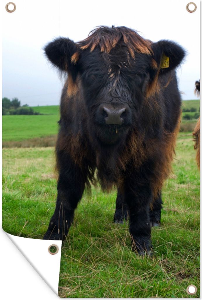 MuchoWow 80x120 cm Outdoor-Poster Gartendeko Sichtschutz Garten Poster für den Garten Schottische Highlander - Kühe - Natur - Grün - Gras