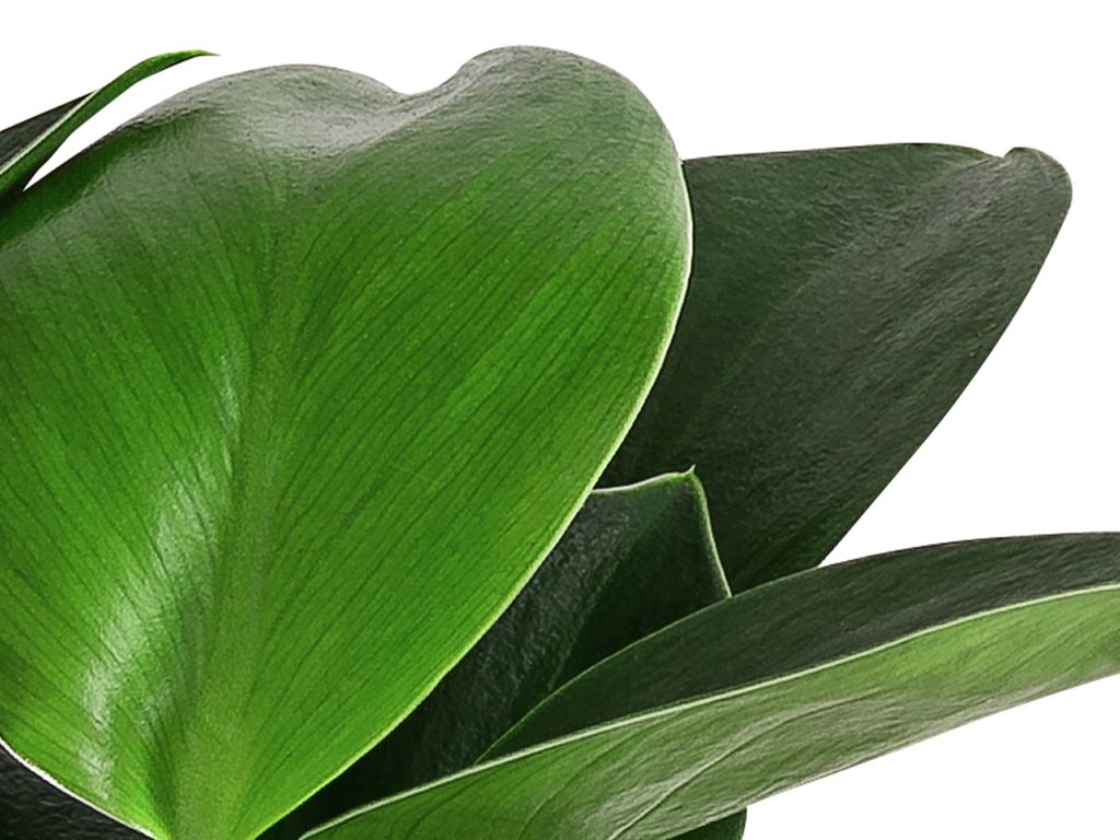 Dehner Baumfreund, Philodendron Green Princess,