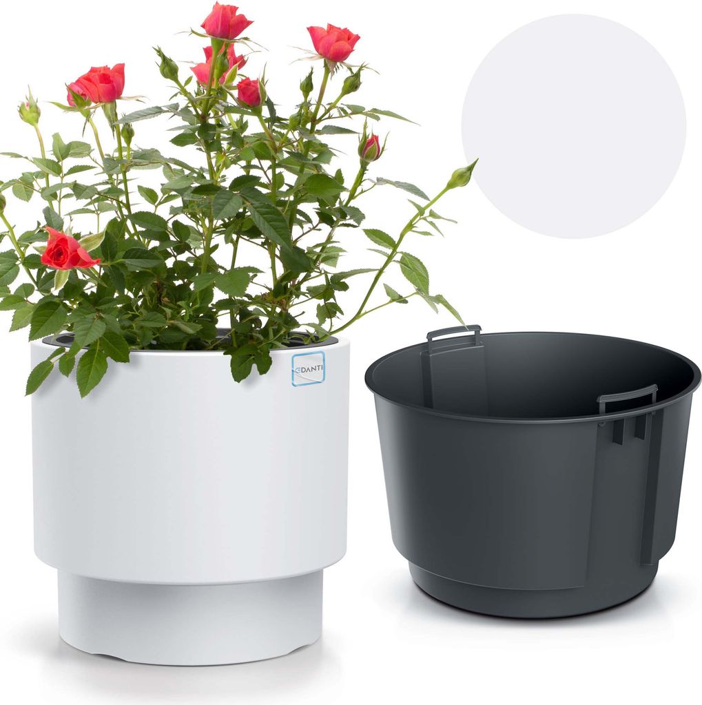 A white planter with a rose plant and a separate gray insert.