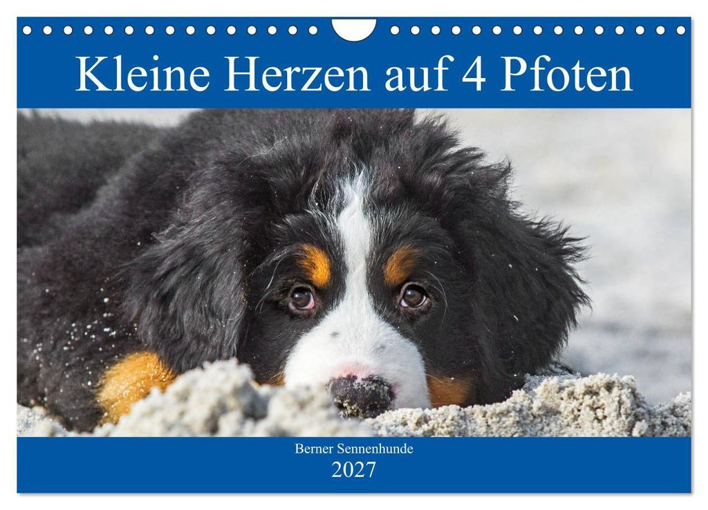 Kleine Herzen auf 4 Pfoten - Berner Sennenhunde (Wandkalender 2027 DIN A4 quer), CALVENDO Monatskalender