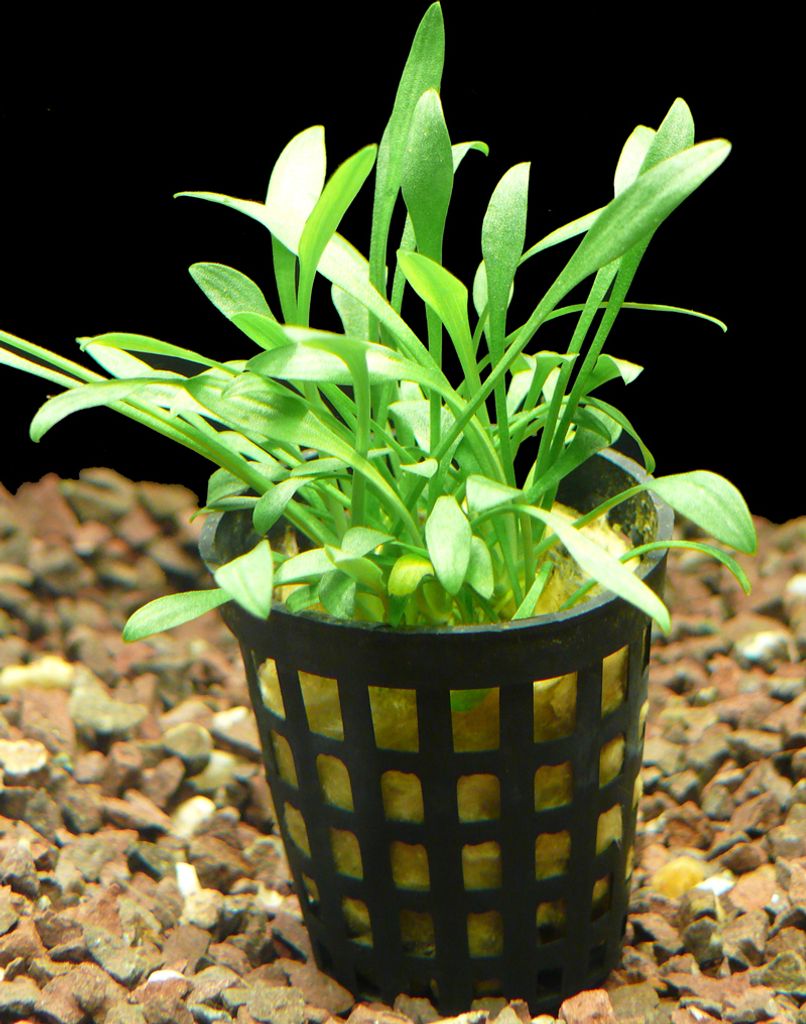 1 Topf Kleiner Wasserkelch (Cryptocoryne Parva)