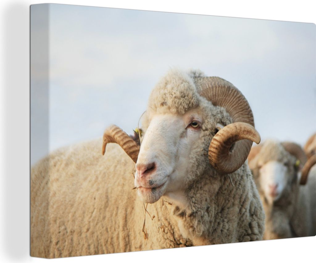 OneMillionCanvasses - Leinwandbilder - 140x90 cm, Schafe - Widder - Hörner, Wandbilder Kunstdruck Wanddekoration - Foto auf Leinwand - Gemälde ...