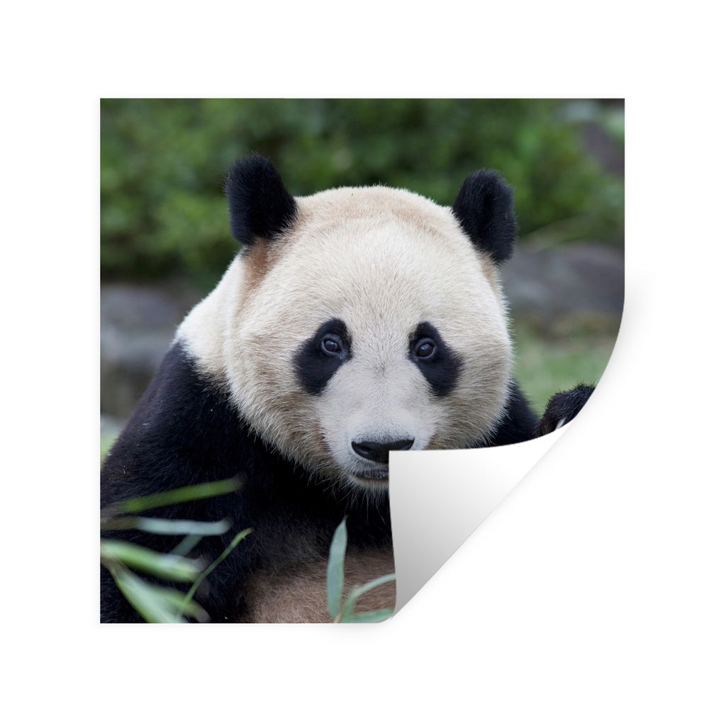 MuchoWow Wandtattoo Wandsticker Wandaufkleber Großer Panda - Gras - Steine 50x50 cm Selbstklebend und Repositionierbar - Selbstklebend - Fototap...