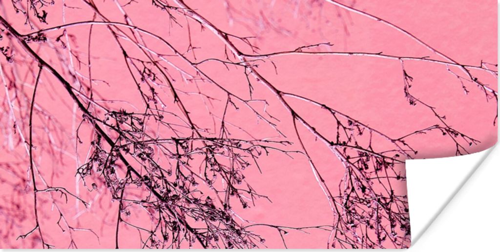 MuchoWow Poster Blumen - Zweige - Sommer 80x40 cm - Wanddeko