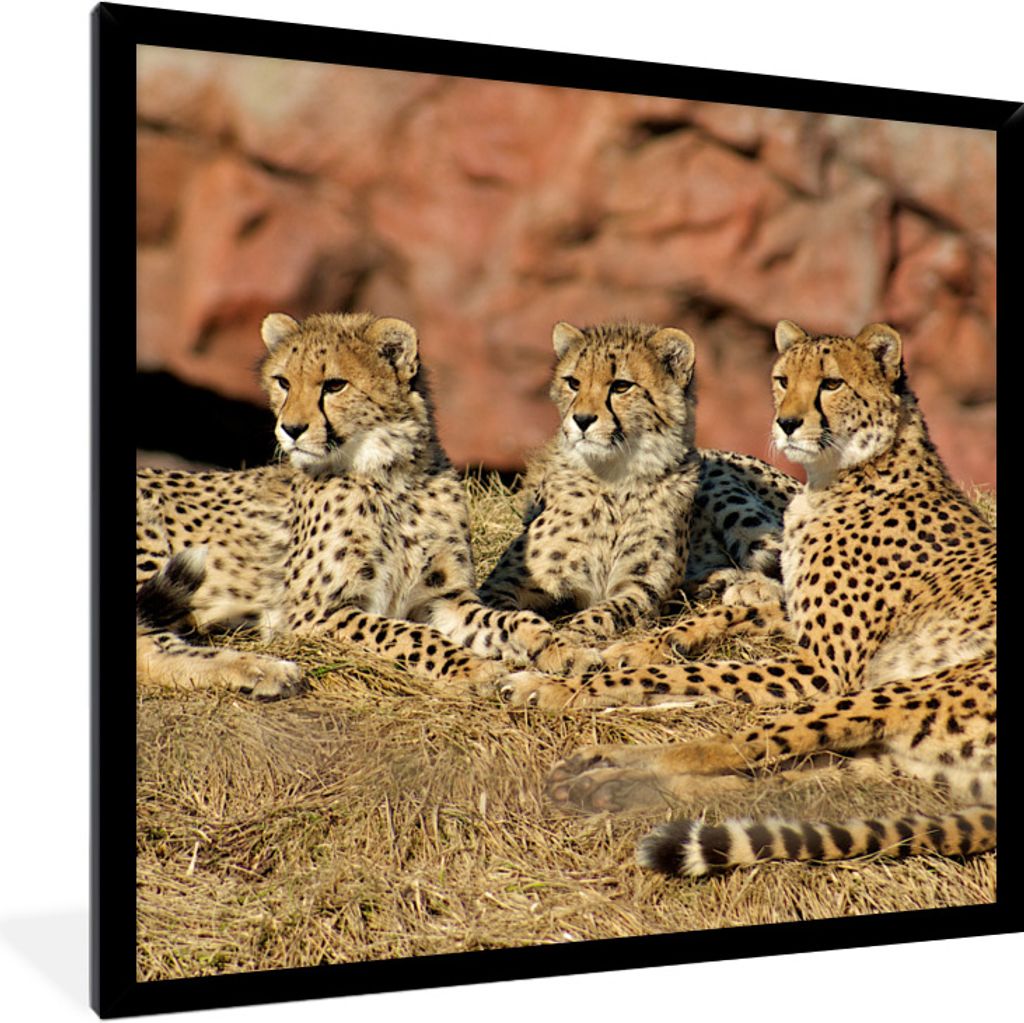 MuchoWow Gerahmtes Poster Gepardenmutter und -junge 40x40 cm - Poster mit Schwarzem Bilderrahmen Wandposter Rahmen Foto Bilder - Mit Rahmen - Wan...
