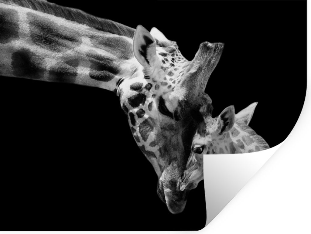 MuchoWow Wandtattoo Wandsticker Wandaufkleber Giraffe - Wildtiere - Porträt - Schwarz-Weiß 80x60 cm Selbstklebend und Repositionierbar - Falten...