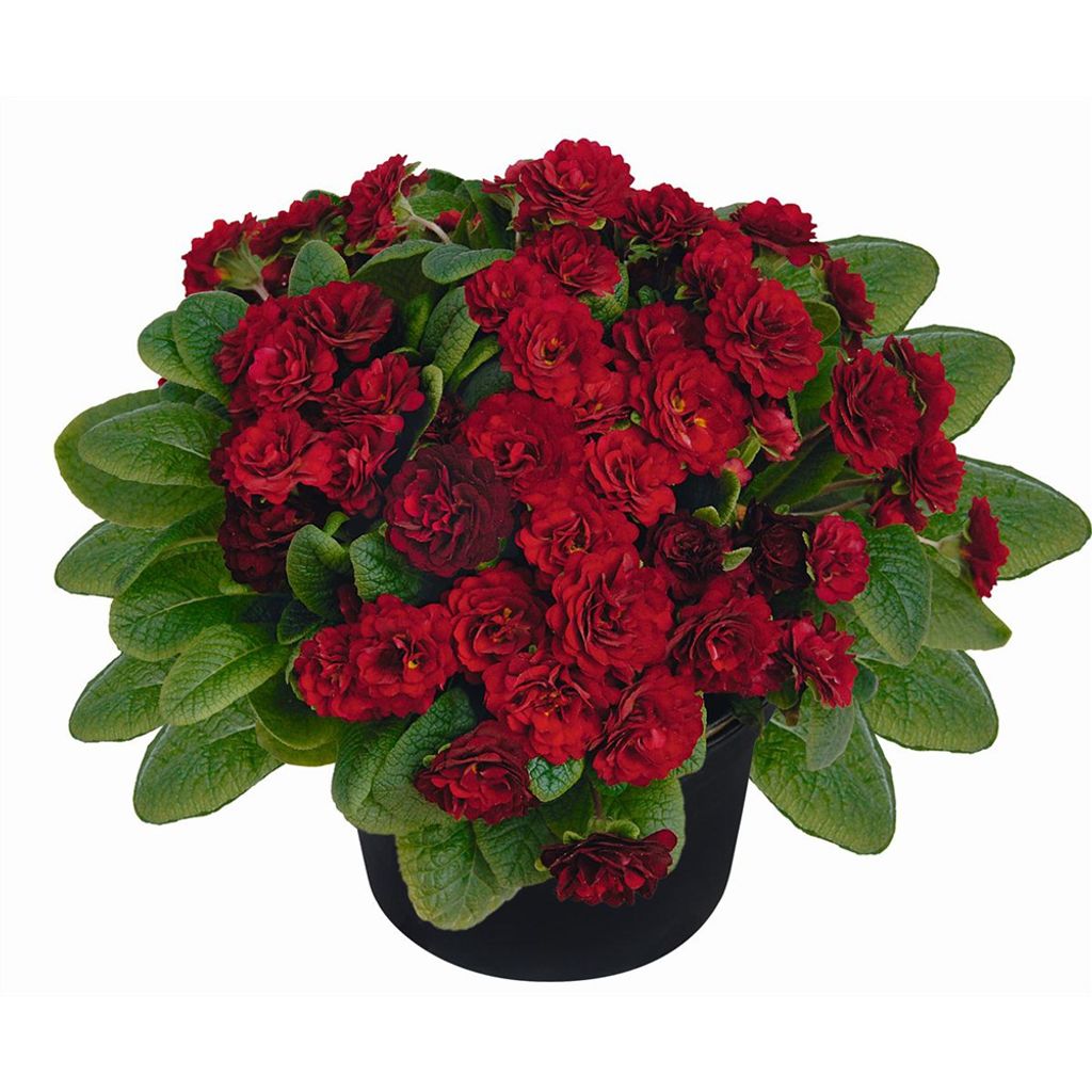 Rosenprimel BELARINA 'Valentine' - Primula | Kaufland.de