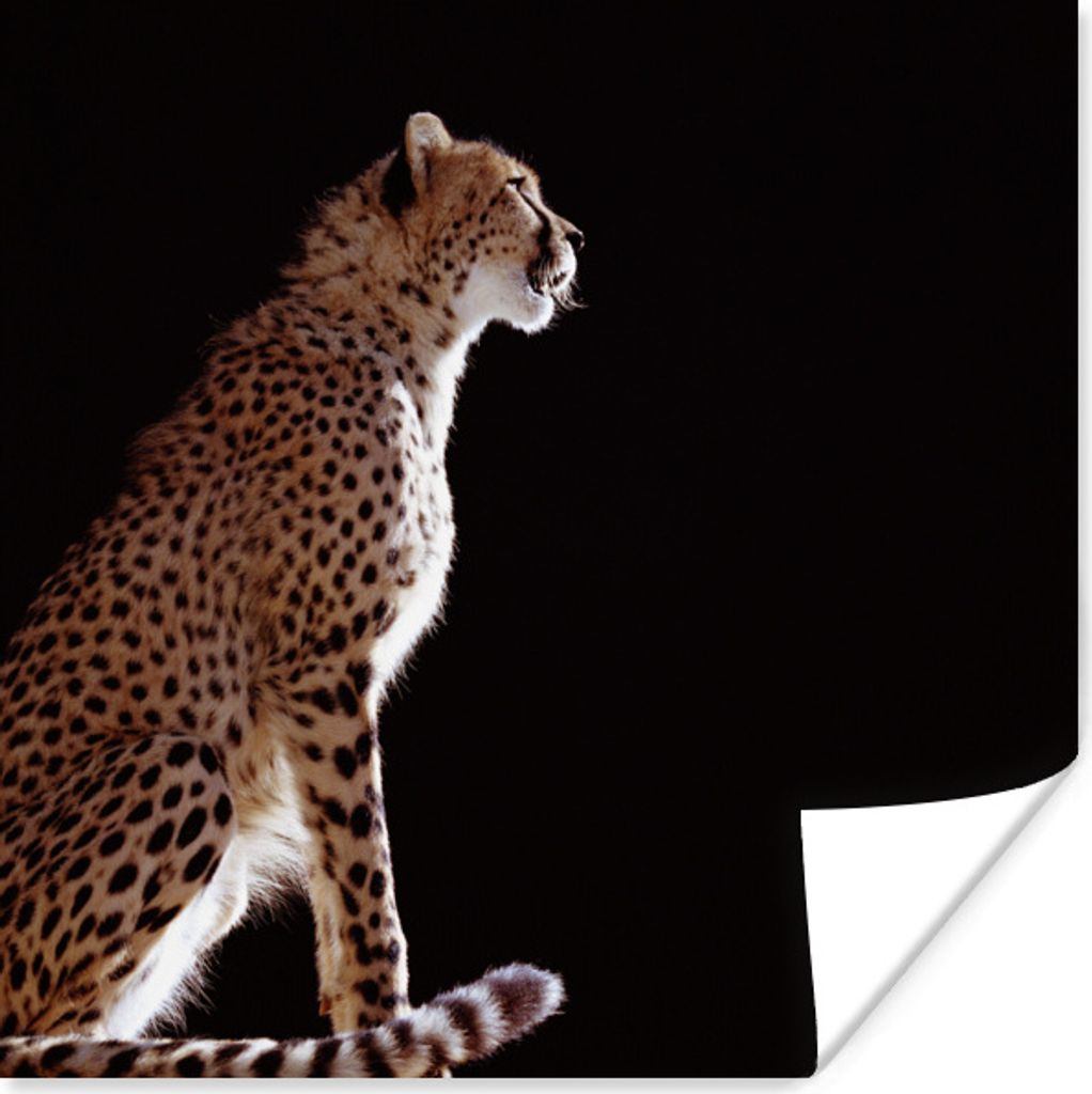 MuchoWow Poster Gepard - Tiere - Licht 75x75 cm - Wand Dekoration