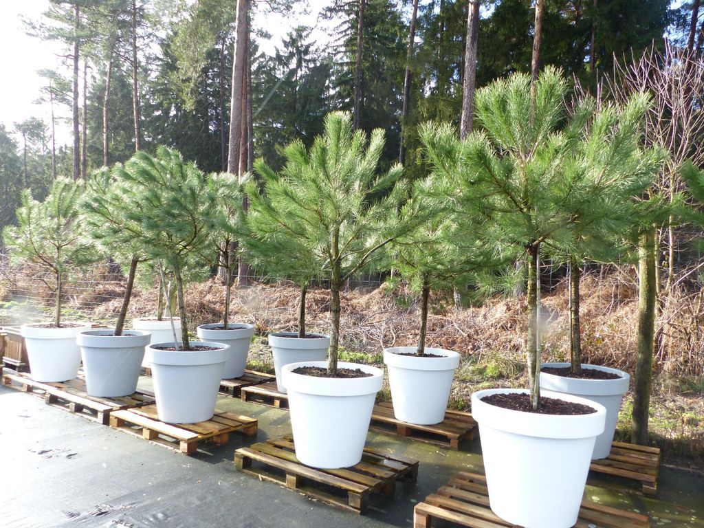 Pinus Pinea Mittelmeerkiefer 250 cm inkl. Pflanzkübel Ø80cm Produktbild 