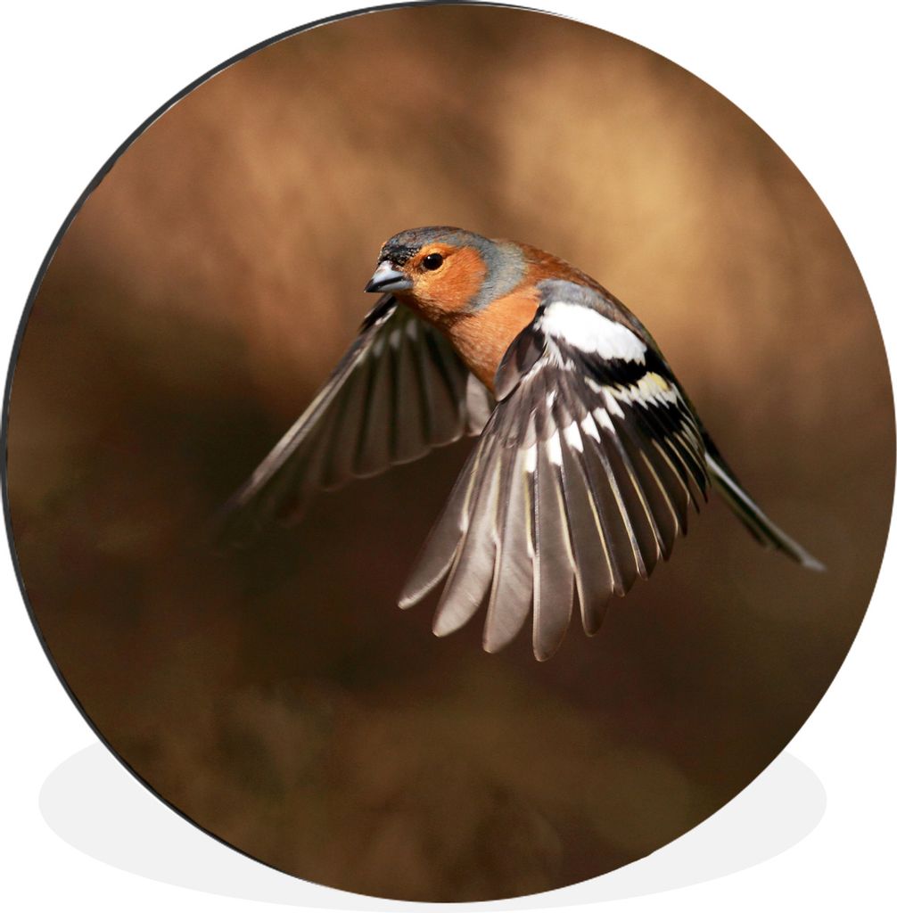 MuchoWow Aluminium Wandkreis Männlicher Fink fliegt weg Ø 60 cm Wanddeko Modern Wohnzimmer - Wand Kreis - Wandbild - Schlafzimmer - Aluminium B...