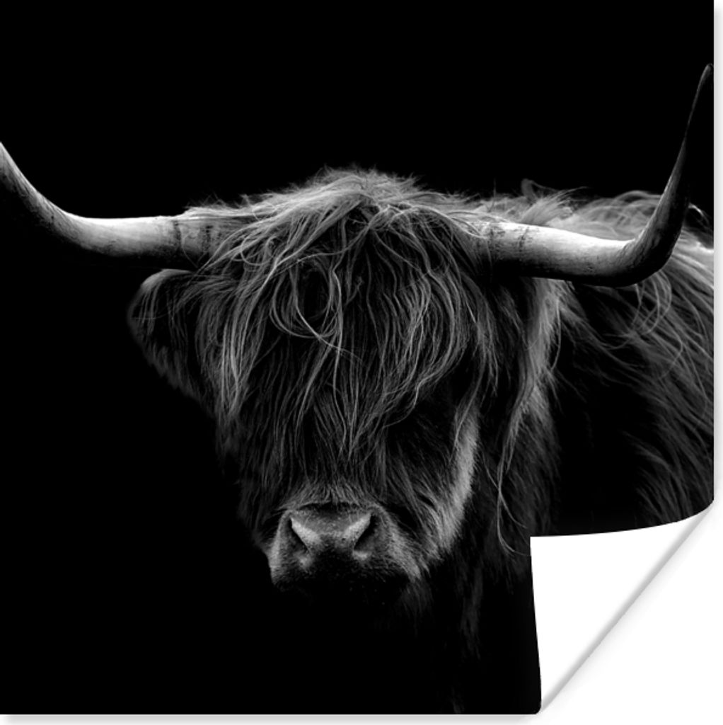 MuchoWow Poster Schottischer Highlander - Hörner - Schwarz - Tiere - Natur - Wild - Kuh 75x75 cm - Wand Dekoration