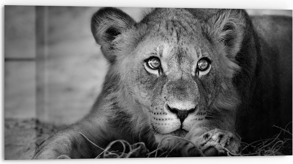 DEQORI Küchenrückwand Glas 80x40 cm 'Königliches Antlitz' Spritzschutz Bad Rückwand Küche