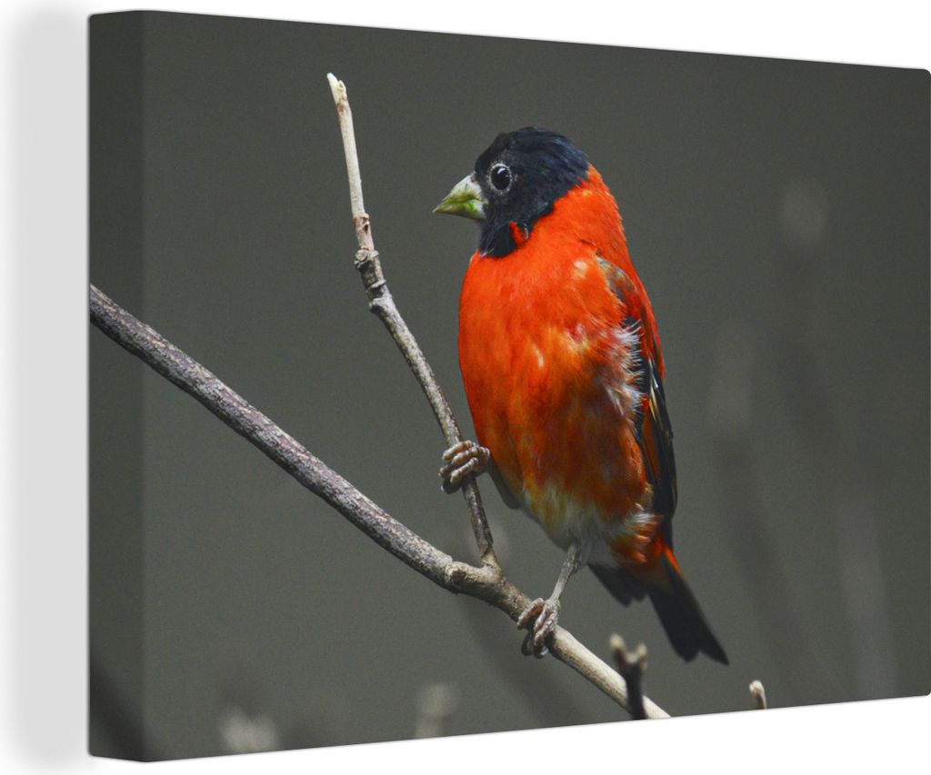 OneMillionCanvasses - Leinwandbilder - 140x90 cm, Vogel - Rot - Zweig, Wandbilder Kunstdruck Wanddekoration