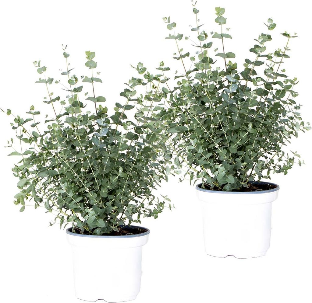 2x Eucalyptus gunnii - Gummibaum - Strauch - Immergrün - Produktbild 