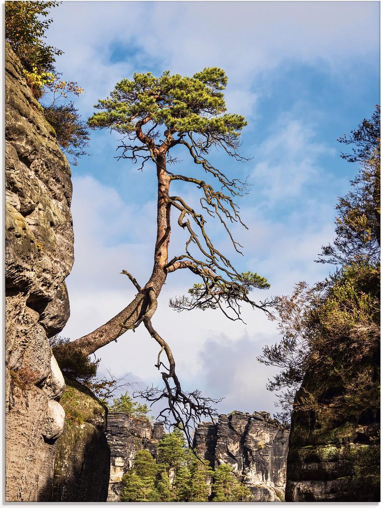 ARTland Glasbild Felsen Bäume Sächsische Schweiz I Größe: 60x80 cm