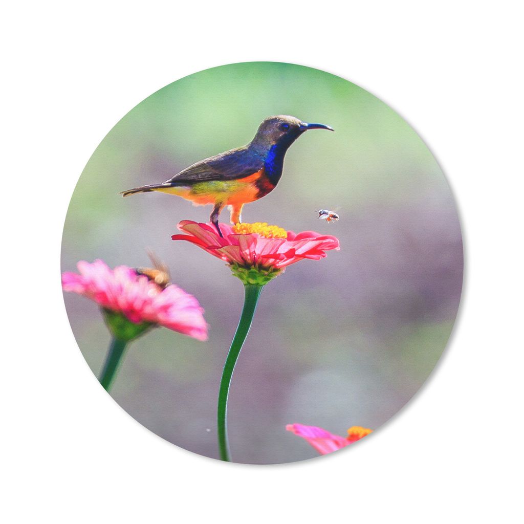 MuchoWow Mauspad Mousepad Nahaufnahme eines Kolibris auf rosa Blüten 20x20 cm - Mousepads - Maus Mat - Pad - Mausunterlage - Schreibtischmatte