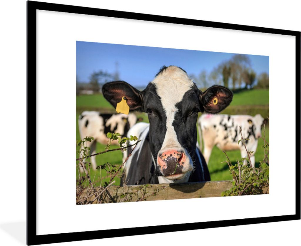 MuchoWow Gerahmtes Poster Kuh - Zaun - Gras - Tiere 90x60 cm - Poster mit Schwarzem Bilderrahmen Wandposter Rahmen Foto Bilder - Wanddekoration -...