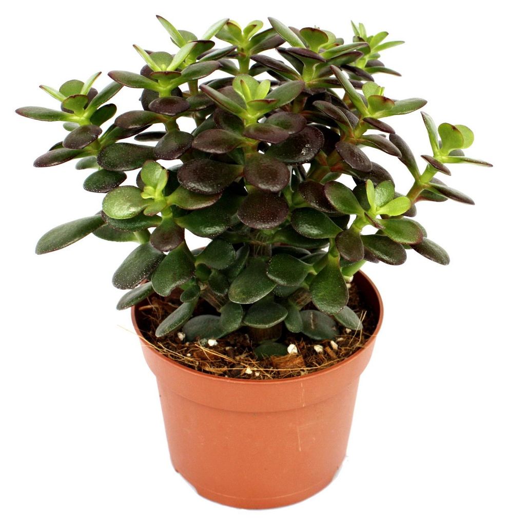 Crassula portulacea minor - Pfennigbaum - große Pflanze im Produktbild 