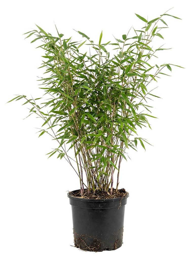 x1 Fargesia nitida 'Gansu' P17 H60