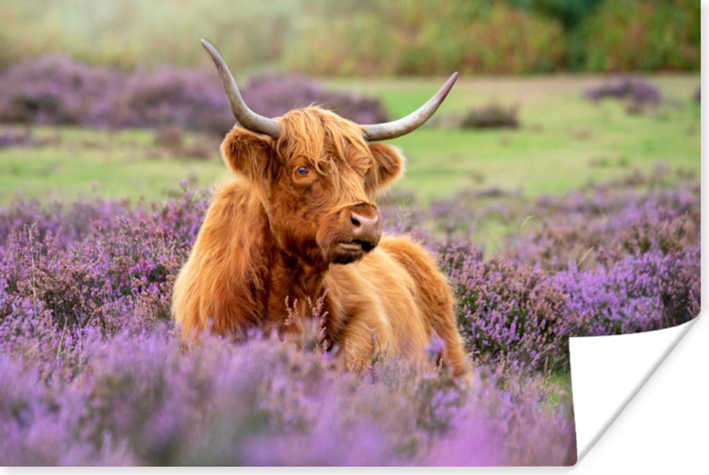 MuchoWow Poster Schottischer Highlander - Braun - Büsche 60x40 cm - Schlafzimmerdekoration