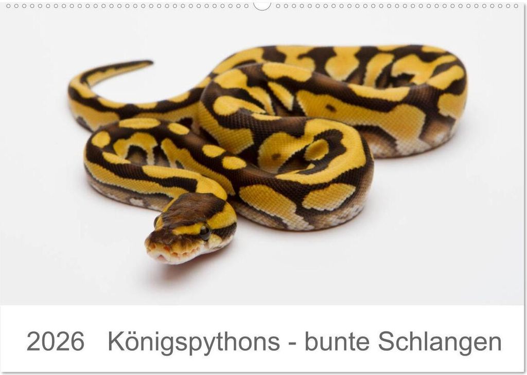 Königspythons - bunte Schlangen (Wandkalender 2026 DIN A2 quer), CALVENDO Monatskalender