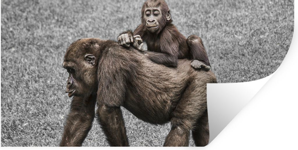 MuchoWow Wandtattoo Wandsticker Wandaufkleber Affen - Landschaft - Mantel 80x40 cm Selbstklebend und Repositionierbar - Aufkleber