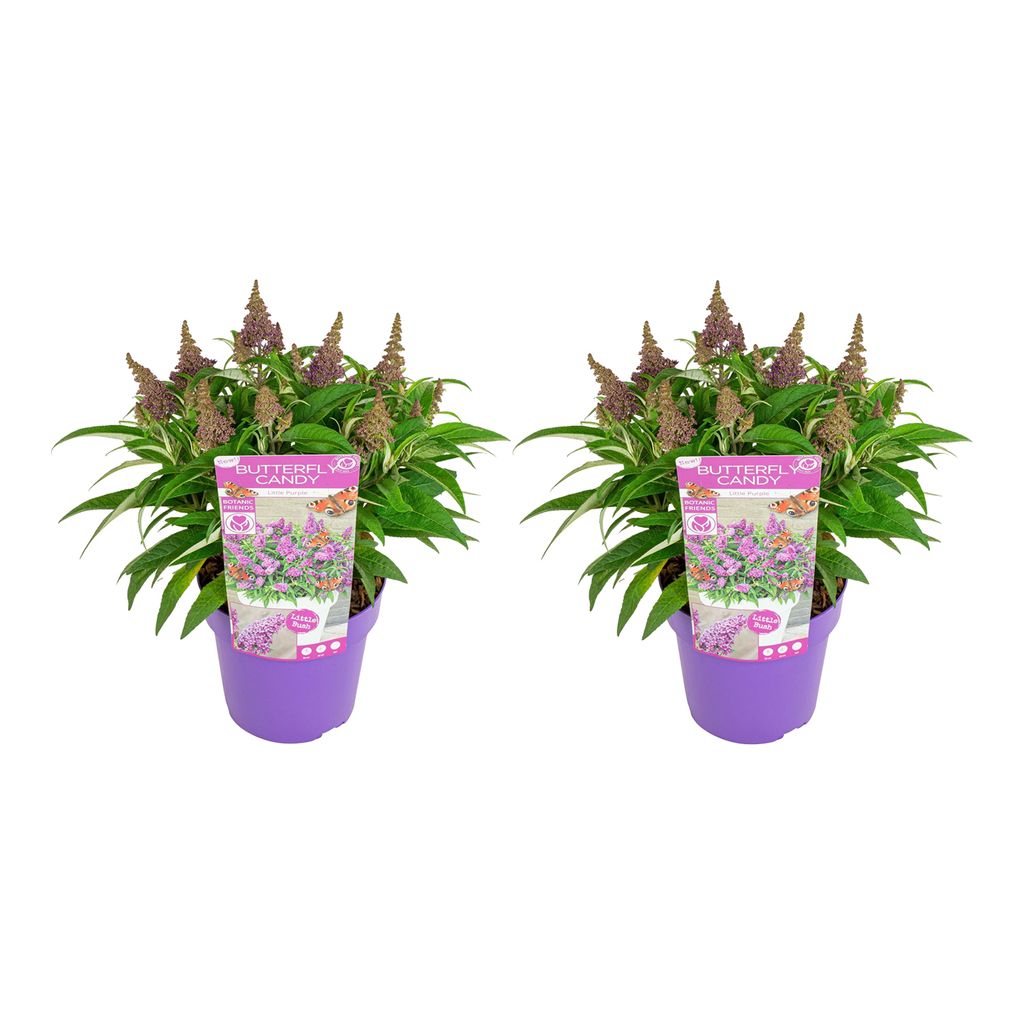 Bloomique - 2er-Set - Buddleja Butterfly Little Purple - Schmetterlingsflieder - Gartenpflanzen - Winterhart - 30-40 cm Hoch - Topf 19 cm